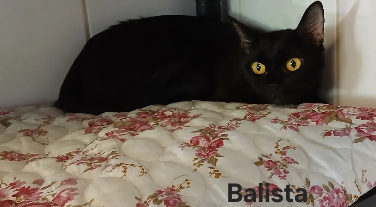 Balista, female young Mixed Breed for adoption at Amiens), Poulainville