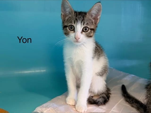 Yon, Mixed Breed (Amiens))
