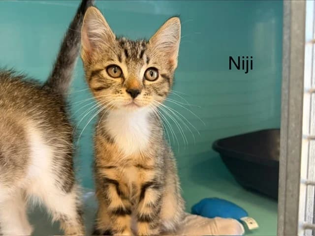 NIJI, Mixed Breed (SPA Plouhinec)