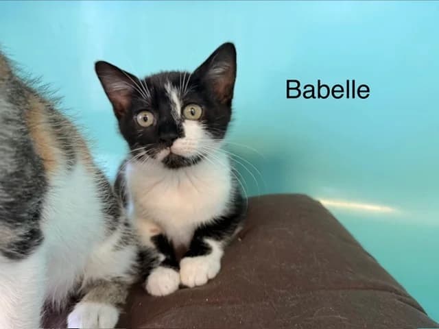 Babette, female Mixed Breed for adoption at Amiens), Poulainville