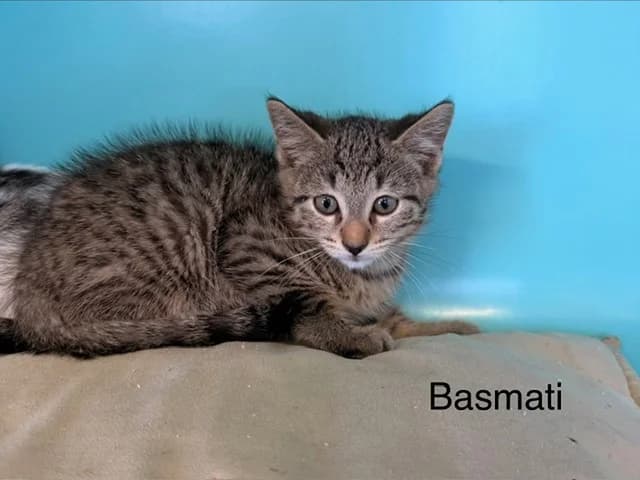 Basmati, male puppy Mixed Breed for adoption at Amiens), Poulainville