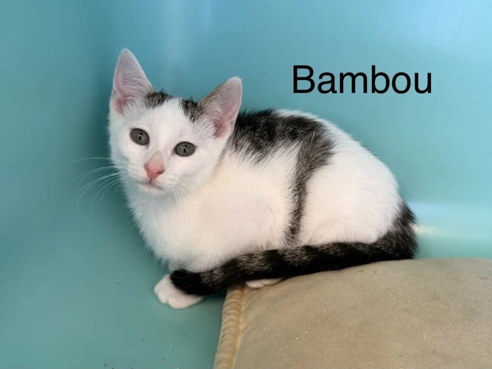 Bambou, male puppy mixed breed for adoption at Amiens), Poulainville