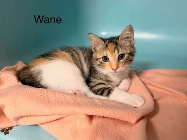 Wane, female Mixed Breed for adoption at Amiens), Poulainville