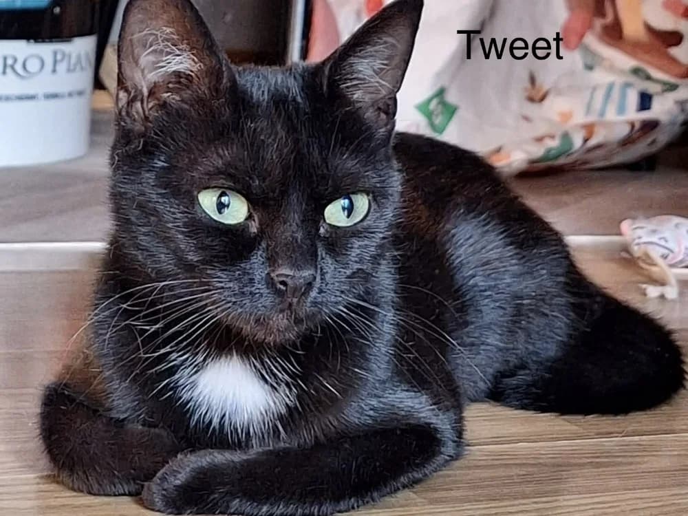 Tweet, female young Mixed Breed for adoption at Amiens), Poulainville