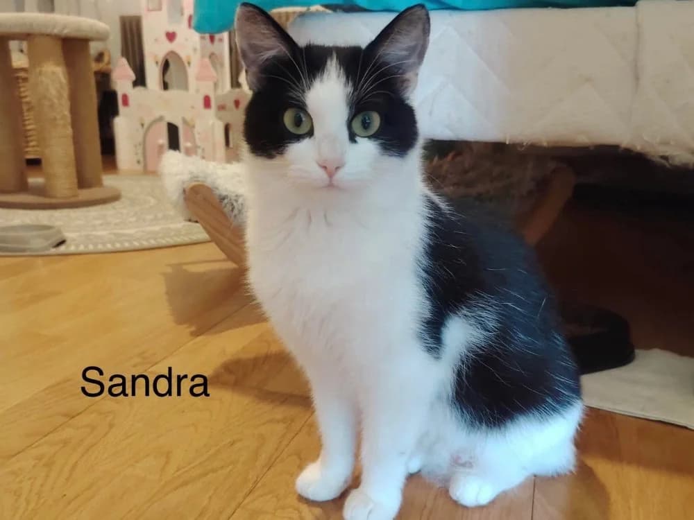 SANDRA, female young Mixed Breed for adoption at Amiens), Poulainville