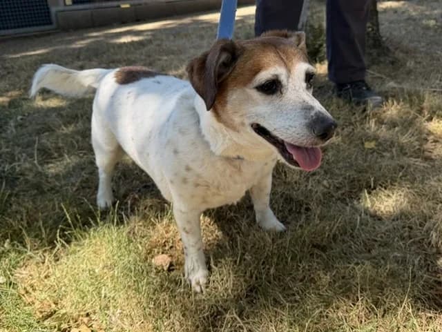 Jeep, female senior Jack Russell Terrier for adoption at Amiens), Poulainville