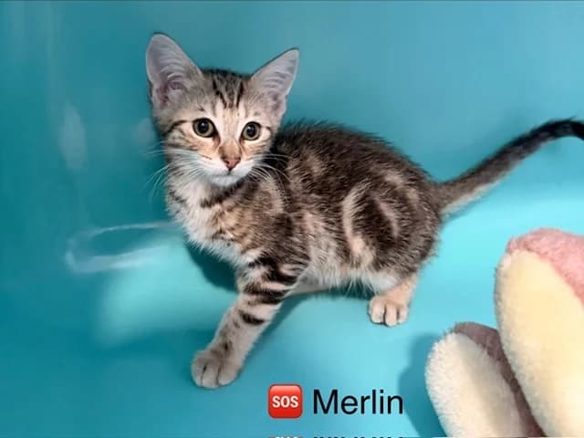 Merlin, male puppy Mixed Breed for adoption at Amiens), Poulainville