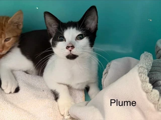 Plume, female Mixed Breed for adoption at Amiens), Poulainville