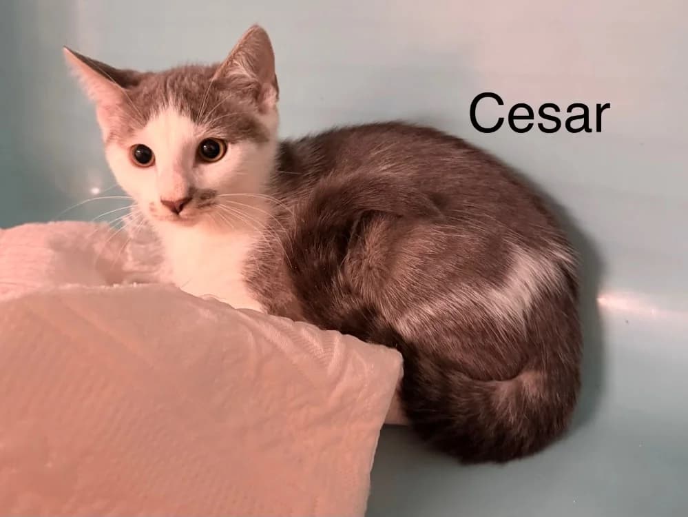 Cezar, male Mixed Breed for adoption at Amiens), Poulainville