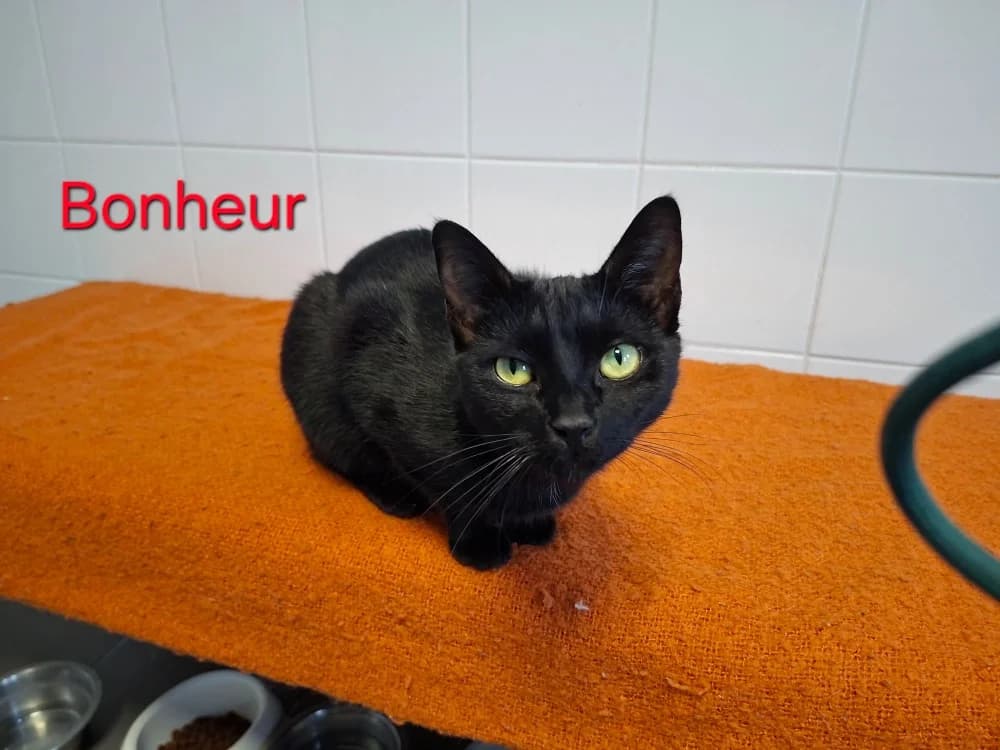 Bonheur, female young Mixed Breed for adoption at Amiens), Poulainville
