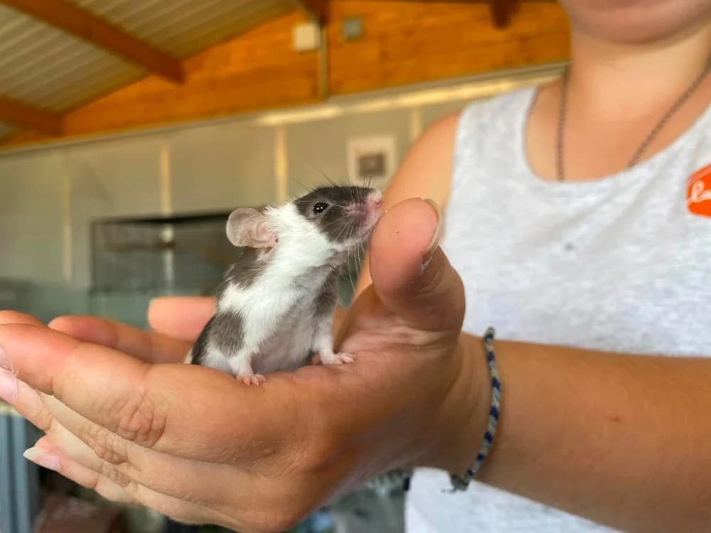 Gerard, male Mixed Breed for adoption at Amiens), Poulainville