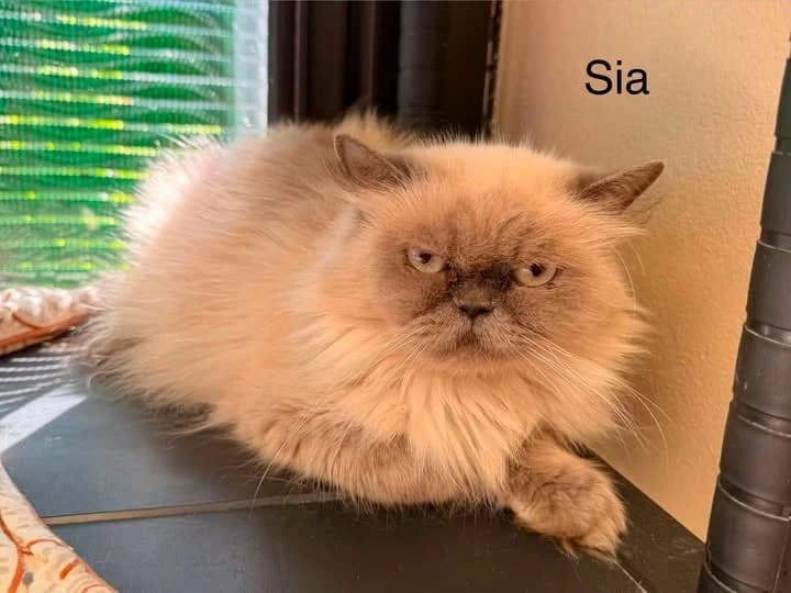 SIA, female 5yo Mixed Breed for adoption at Amiens), Poulainville