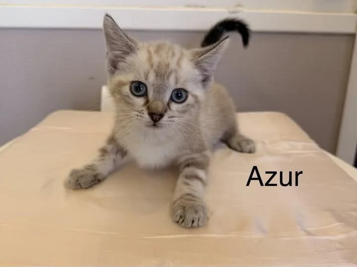 Azur, male puppy Mixed Breed for adoption at Amiens), Poulainville