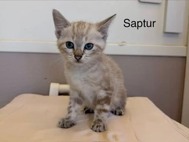 Saptur, male puppy Mixed Breed for adoption at Amiens), Poulainville
