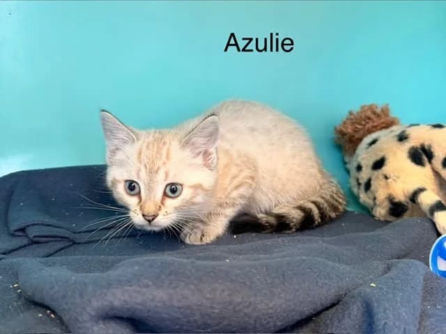 Azulie, female Mixed Breed for adoption at Amiens), Poulainville