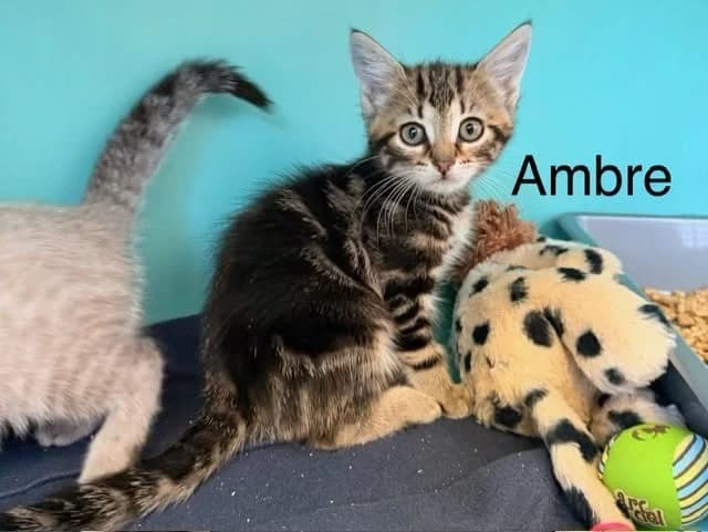 Ambre, female Mixed Breed for adoption at Amiens), Poulainville