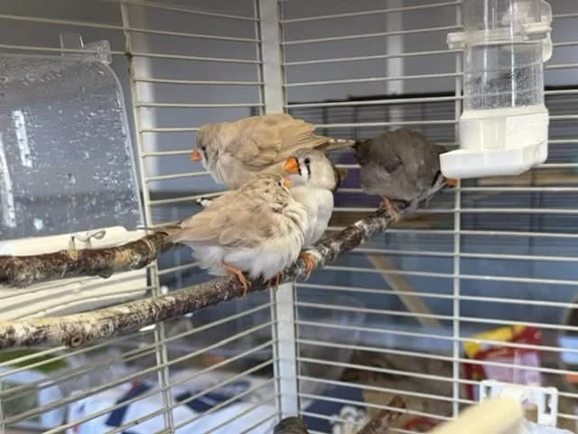 m12, female Mixed Breed for adoption at Amiens), Poulainville