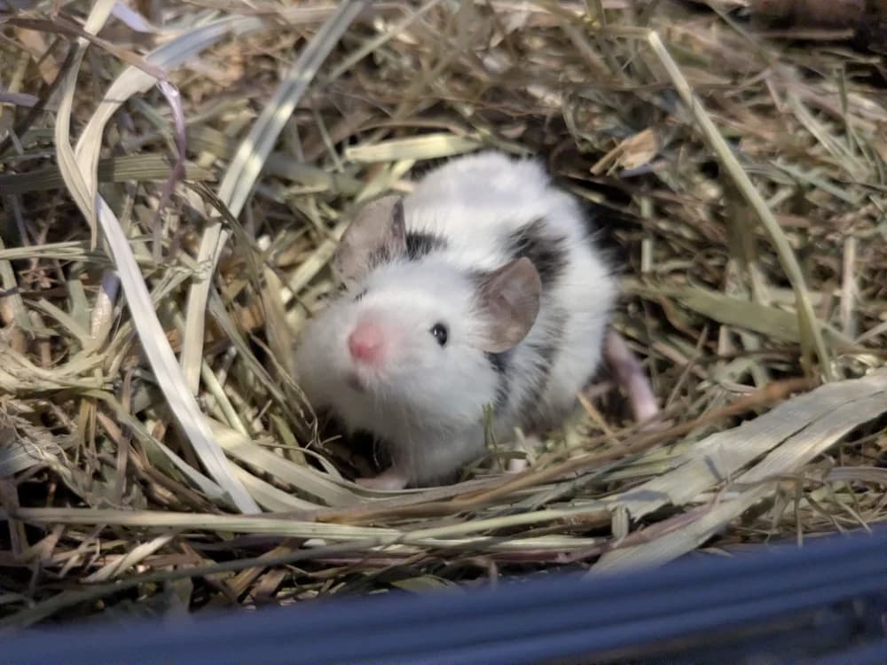 BUK, male mixed breed for adoption at Amiens), Poulainville