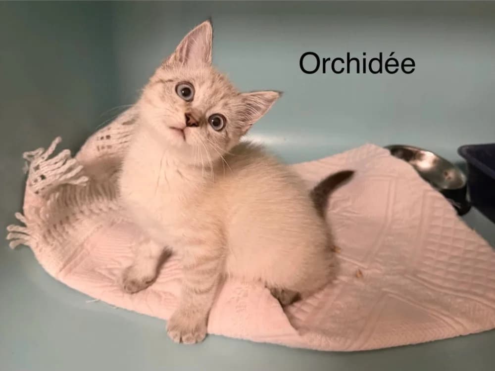 Orchydée, female Mixed Breed for adoption at Amiens), Poulainville