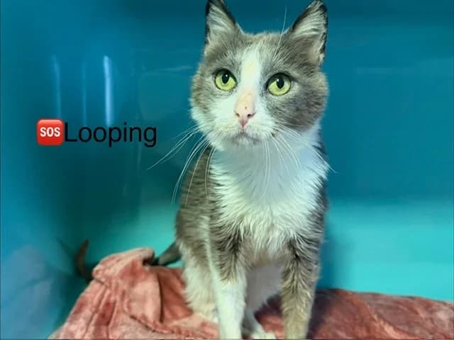 Looping, male senior mixed breed for adoption at Amiens), Poulainville