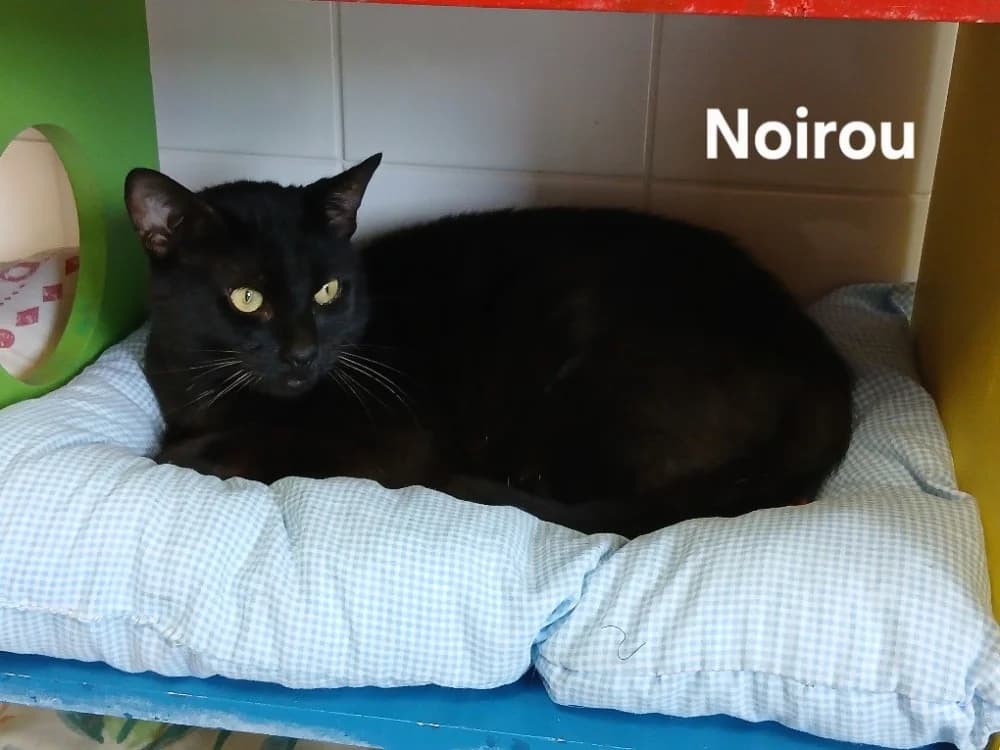 NOIROU, male young Mixed Breed for adoption at Amiens), Poulainville