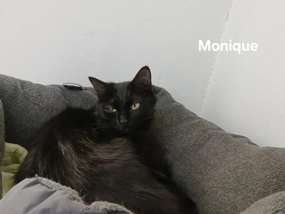 Monique, female young Mixed Breed for adoption at Amiens), Poulainville