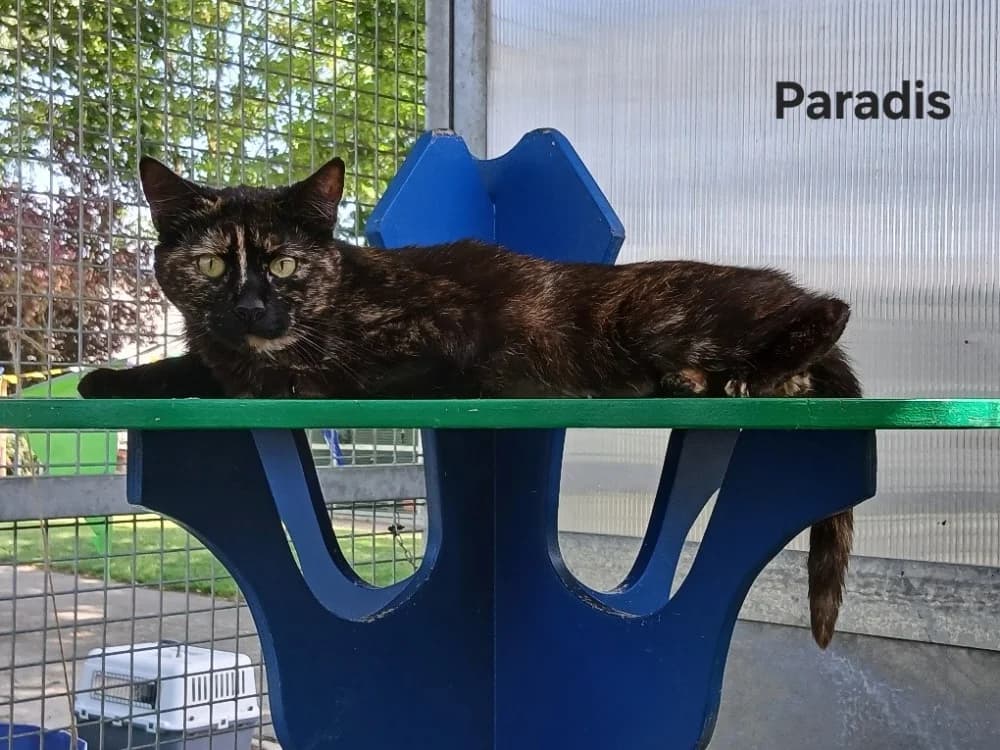 Paradis, female young Mixed Breed for adoption at Amiens), Poulainville