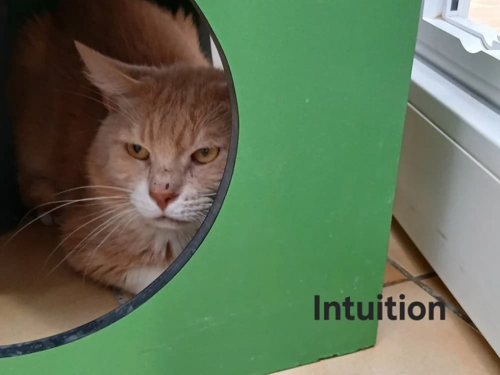 Intuition, male 5yo Mixed Breed for adoption at Amiens), Poulainville