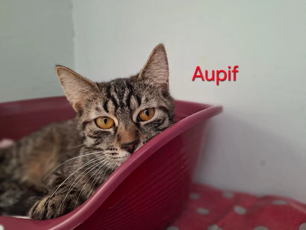 Aupif, male young Mixed Breed for adoption at Amiens), Poulainville