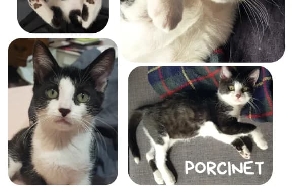 Porcinet, male puppy Mixed Breed for adoption at Amiens), Poulainville