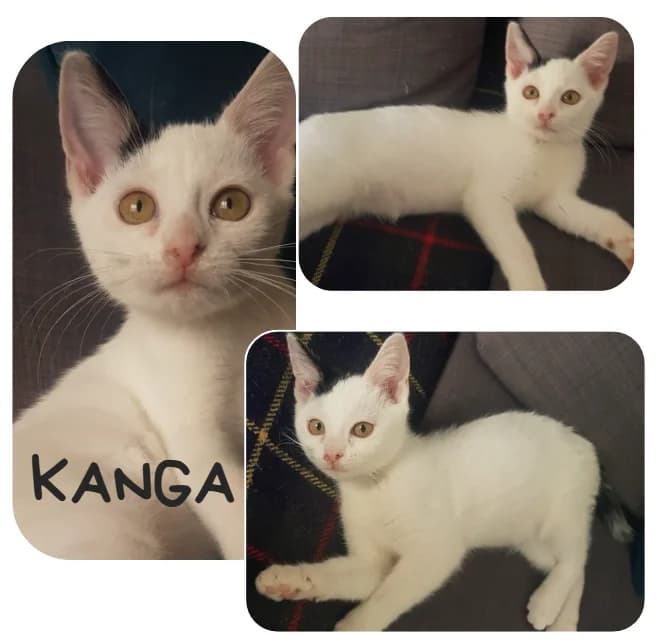 Kanga, female Mixed Breed for adoption at Amiens), Poulainville