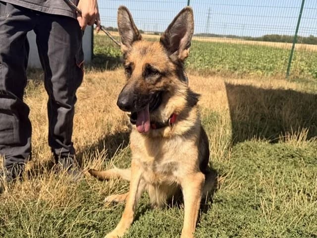 OVA, female 7yo Mixed Breed for adoption at Amiens), Poulainville