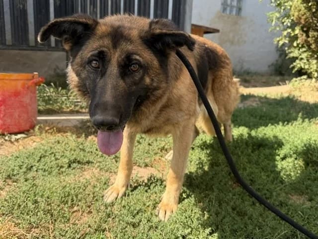SALVA, female 5yo German Shepherd for adoption at Amiens), Poulainville