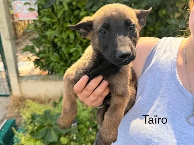Taïro, male puppy Mixed Breed for adoption at Amiens), Poulainville