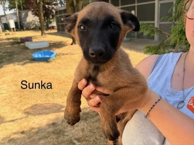 Sunka, female Belgian Malinois for adoption at Amiens), Poulainville