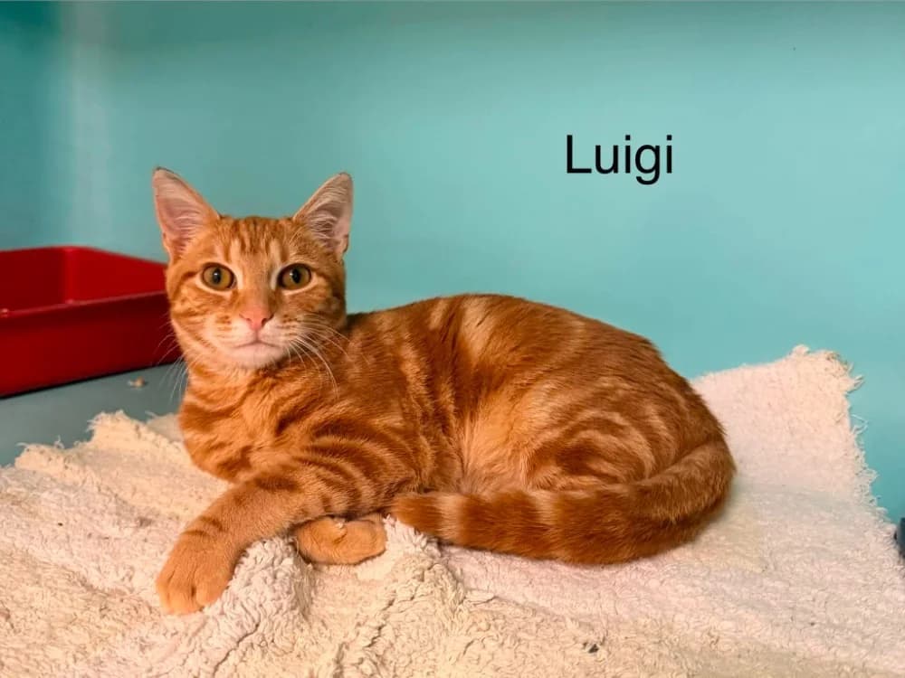 Luigi, male Mixed Breed for adoption at Amiens), Poulainville