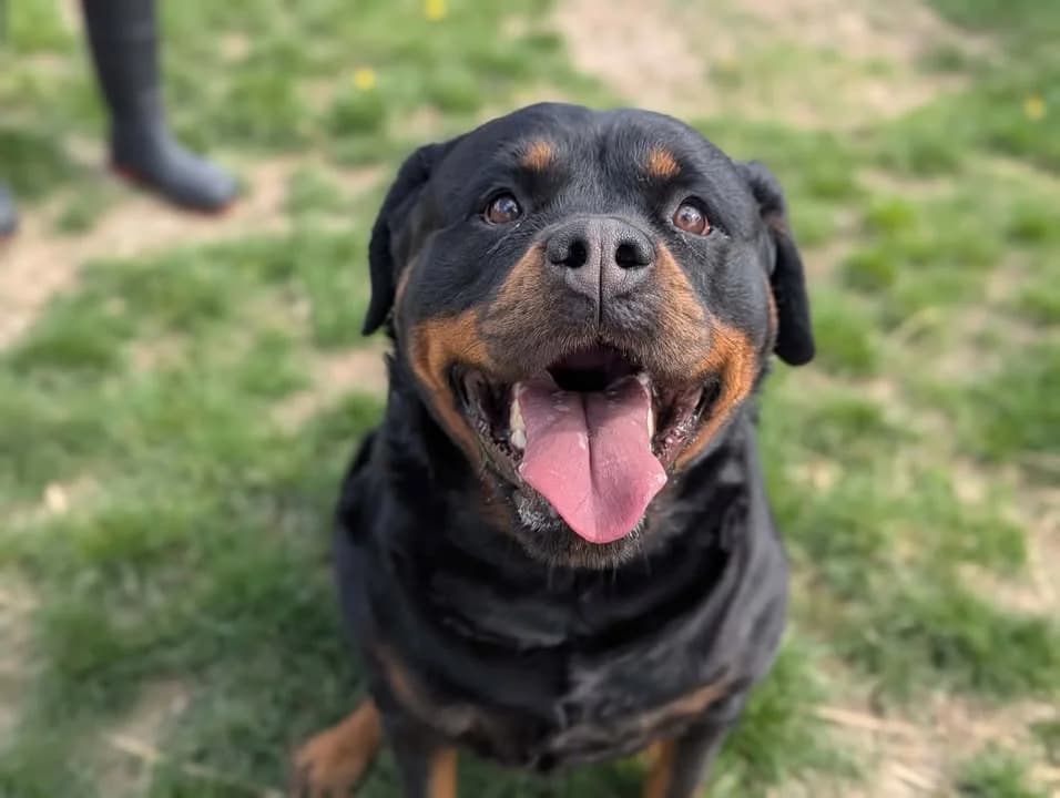 SARCY, female 5yo Rottweiler for adoption at Amiens), Poulainville