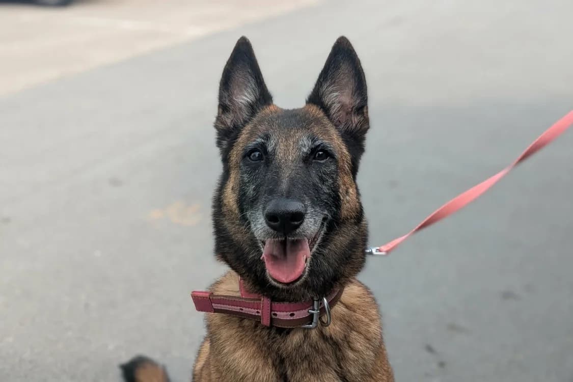 OXIE, female senior Belgian Malinois for adoption at Amiens), Poulainville