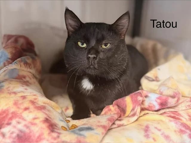 Tatou, male young Mixed Breed for adoption at Amiens), Poulainville