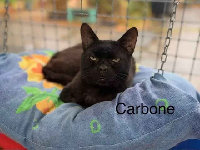 Carbone, male 3yo Mixed Breed for adoption at Amiens), Poulainville