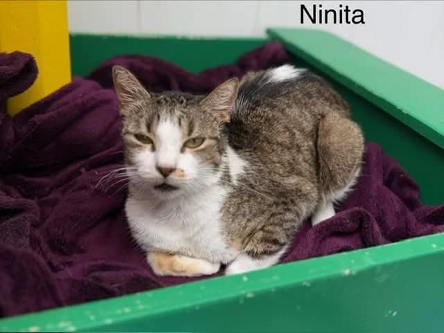 Ninita, female 6yo Mixed Breed for adoption at Amiens), Poulainville