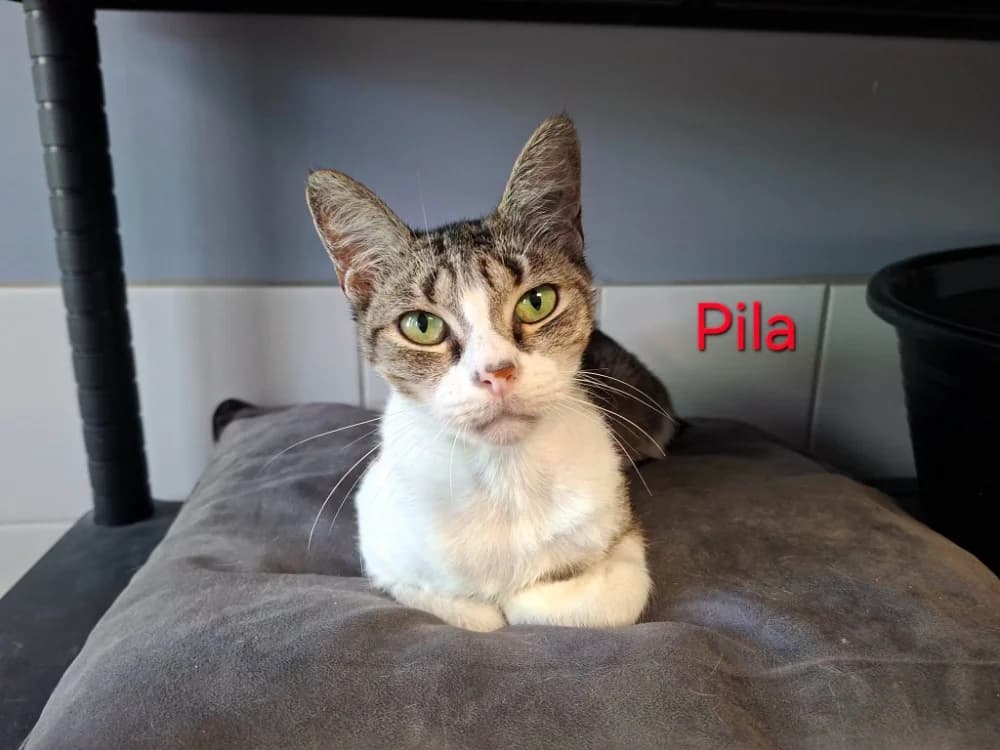 Pila, female senior mixed breed for adoption at Amiens), Poulainville