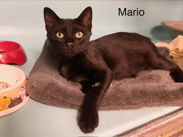 Mario, male puppy Mixed Breed for adoption at Amiens), Poulainville