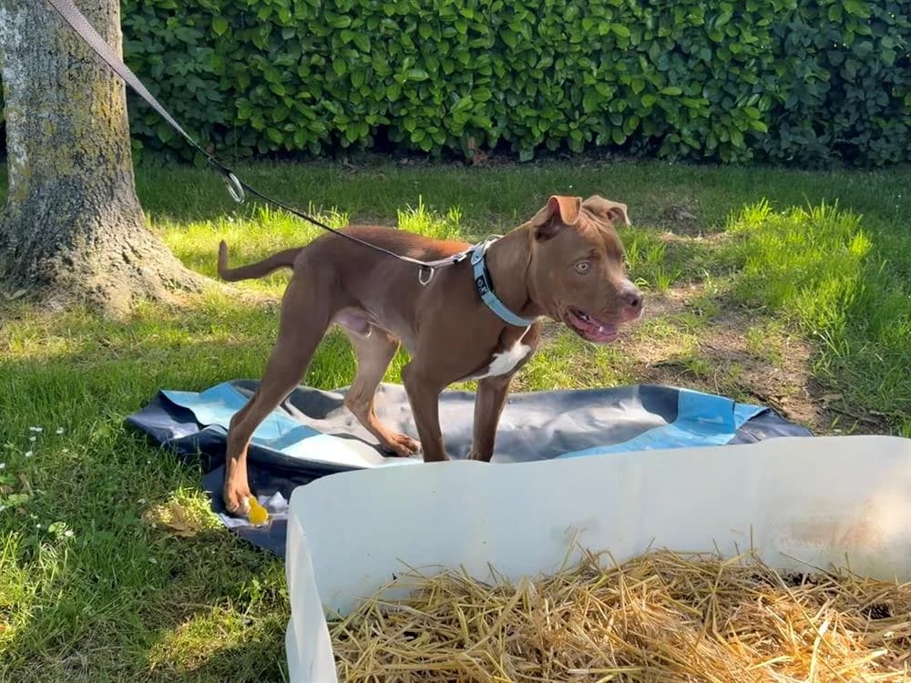 Alaska, male mixed breed for adoption at Amiens), Poulainville