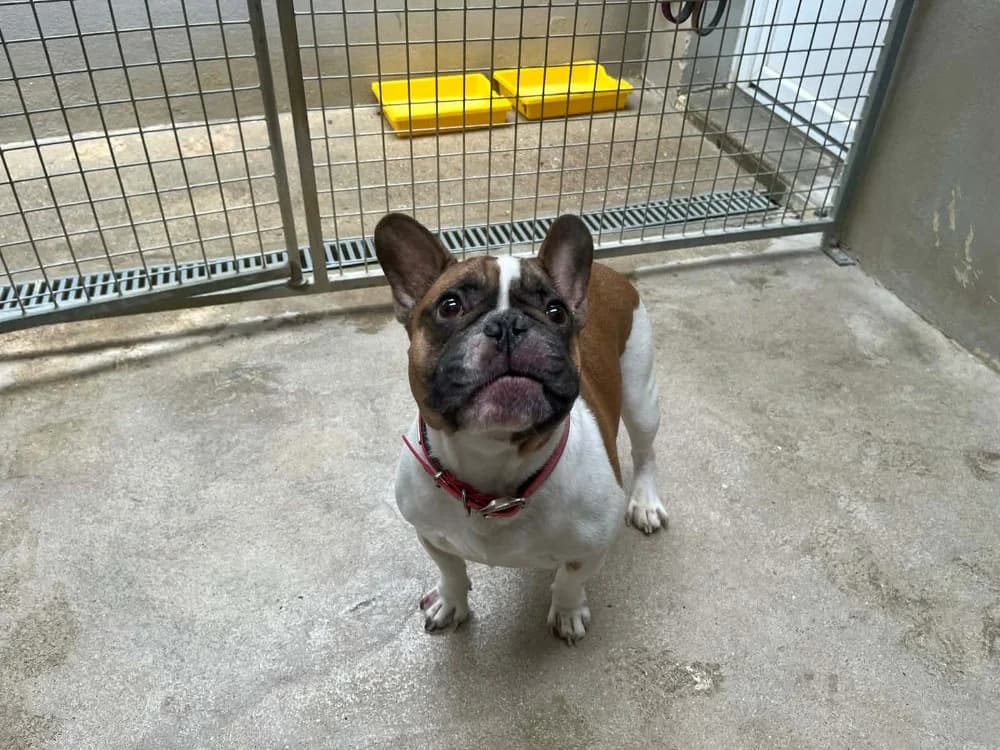 Taïtaï, male 4yo French Bulldog for adoption at Amiens), Poulainville