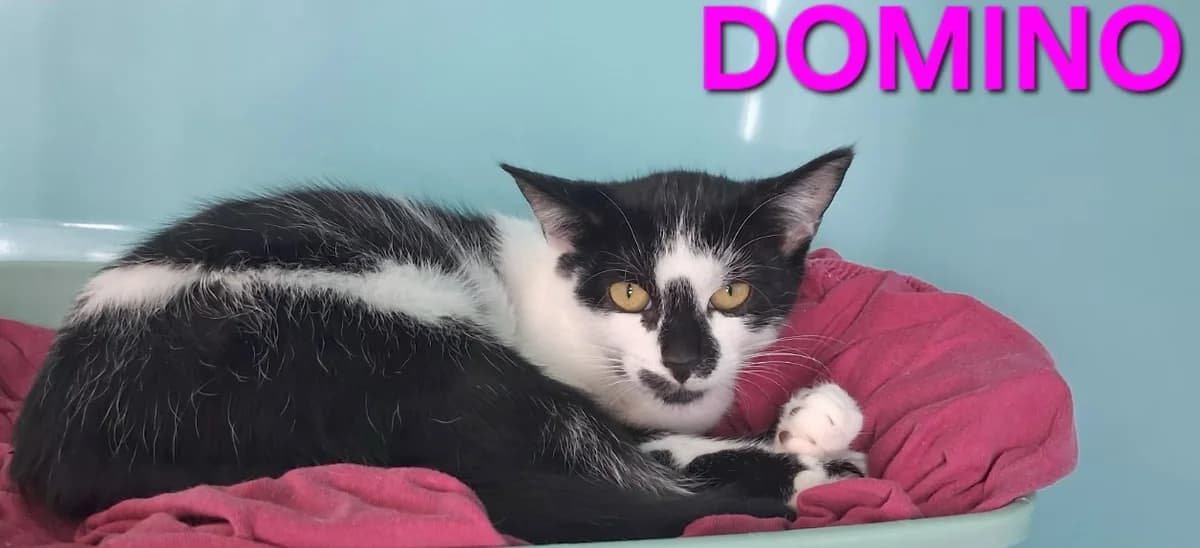 Domino, female mixed breed for adoption at Amiens), Poulainville