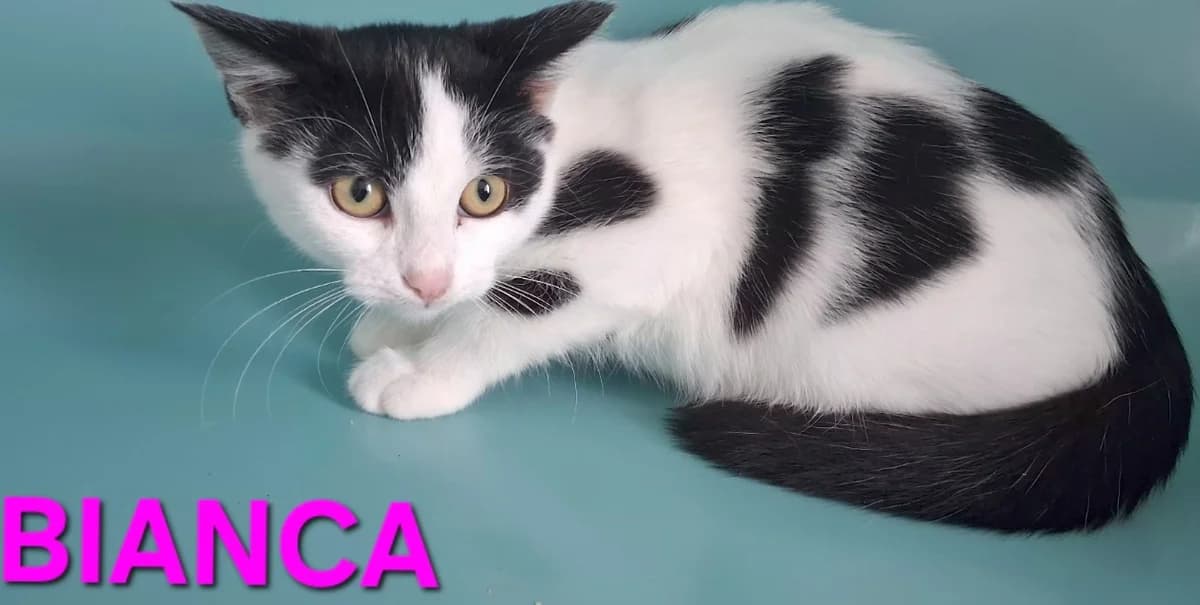 Bianca, female Mixed Breed for adoption at Amiens), Poulainville
