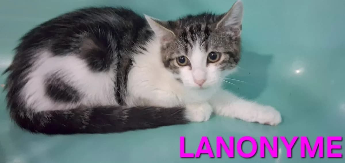 Lanonyme, female Mixed Breed for adoption at Amiens), Poulainville