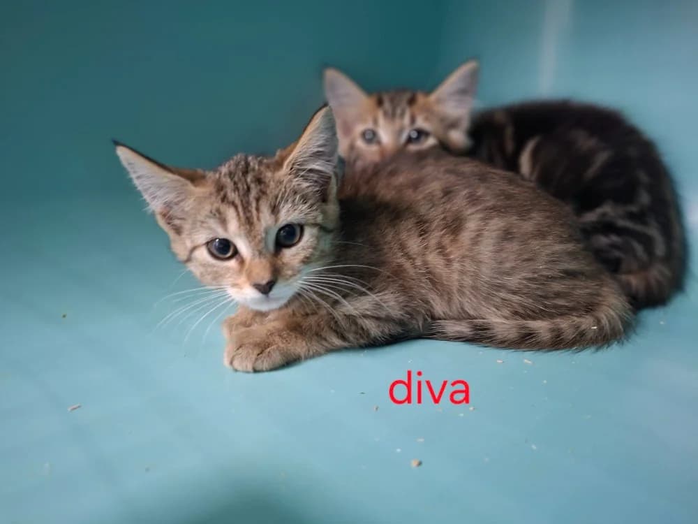 DIVA, female Mixed Breed for adoption at Amiens), Poulainville