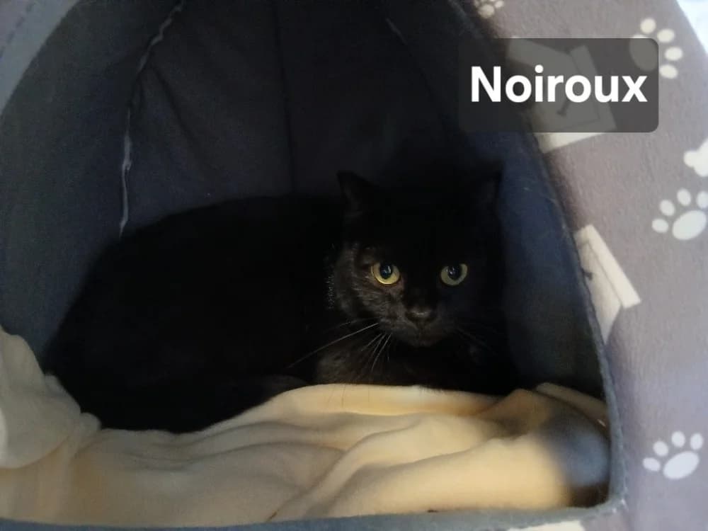 Noiroux, male young Mixed Breed for adoption at Amiens), Poulainville